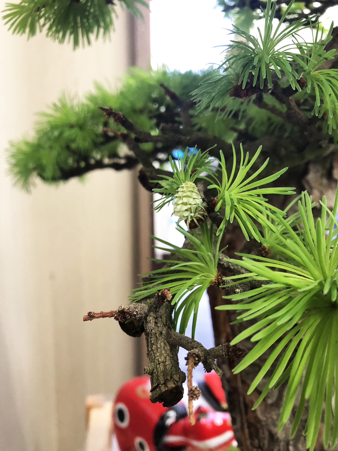盆栽部屋
